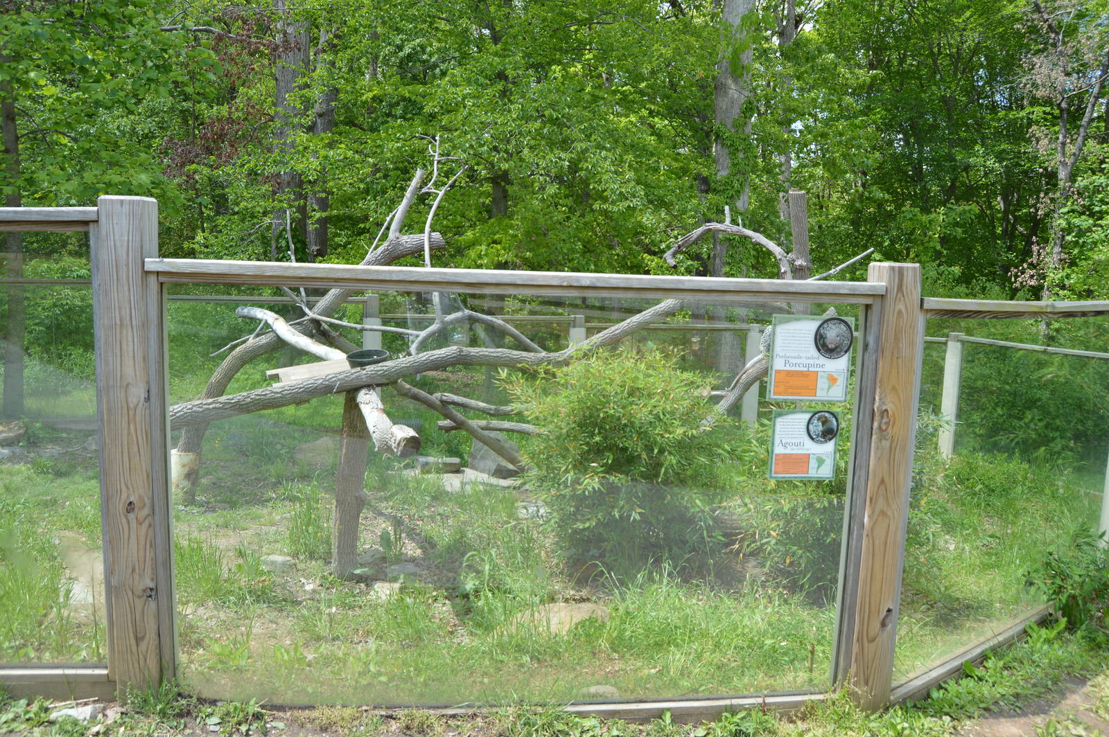 Animal Discovery Zoo - Brazilian Porcupine and Agouti