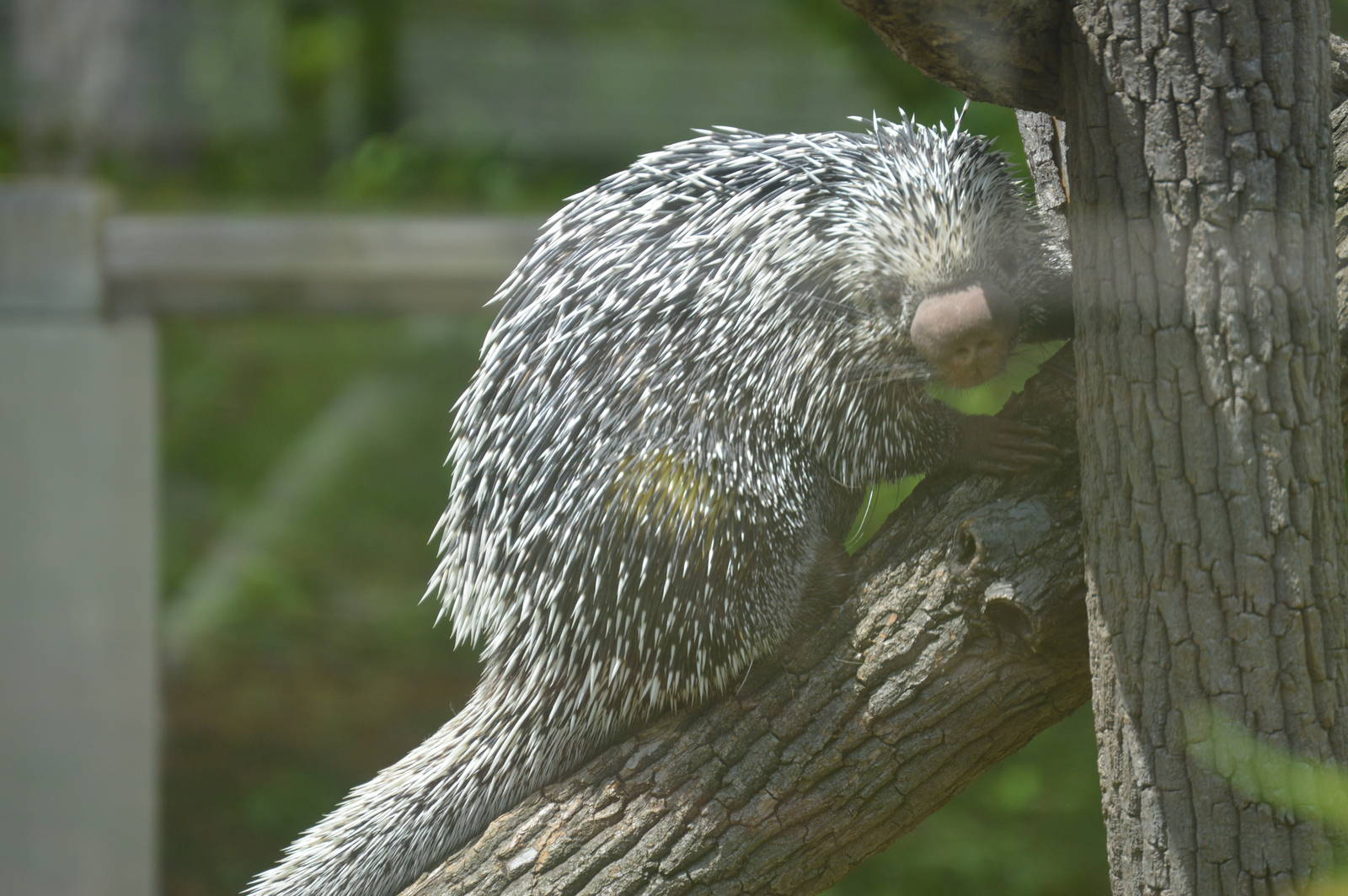 Animal Discovery Zoo - Brazilian Porcupine