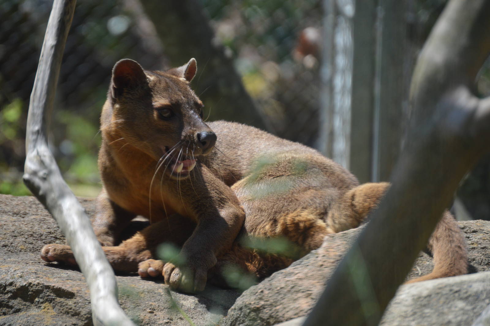 Animal Discovery Zoo - Fossa