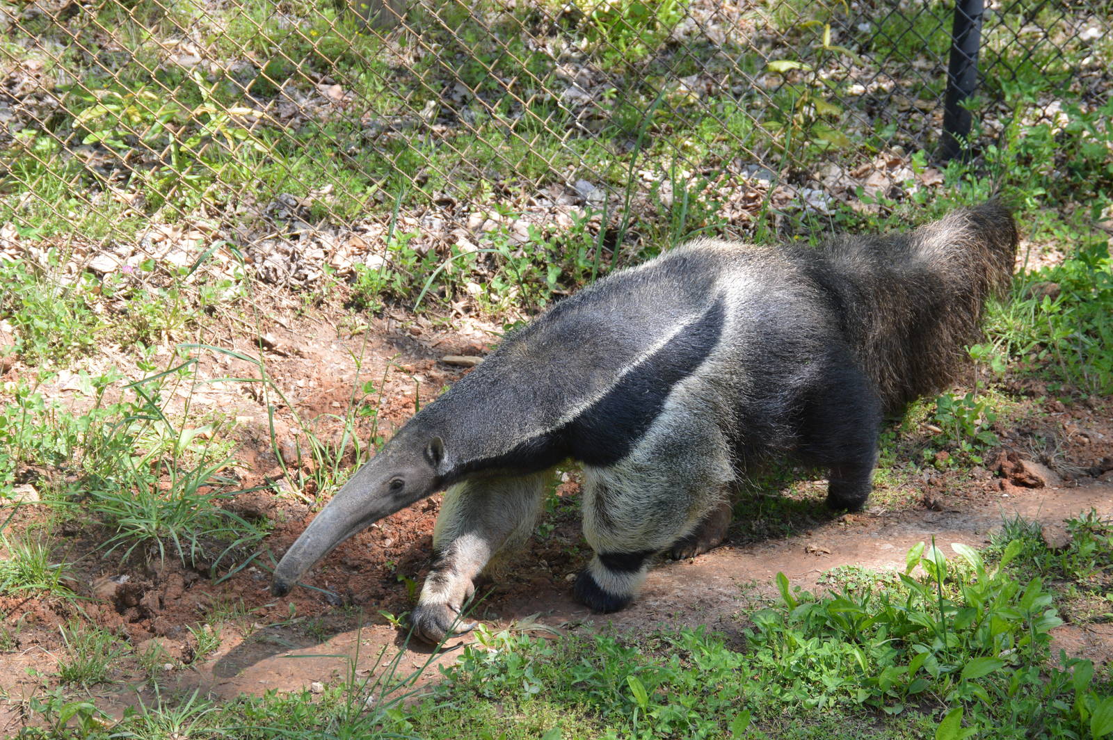Animal Discovery Zoo - Giant Anteator