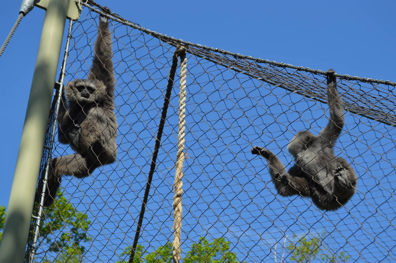 Animal Discovery Zoo - Javan Gibbon