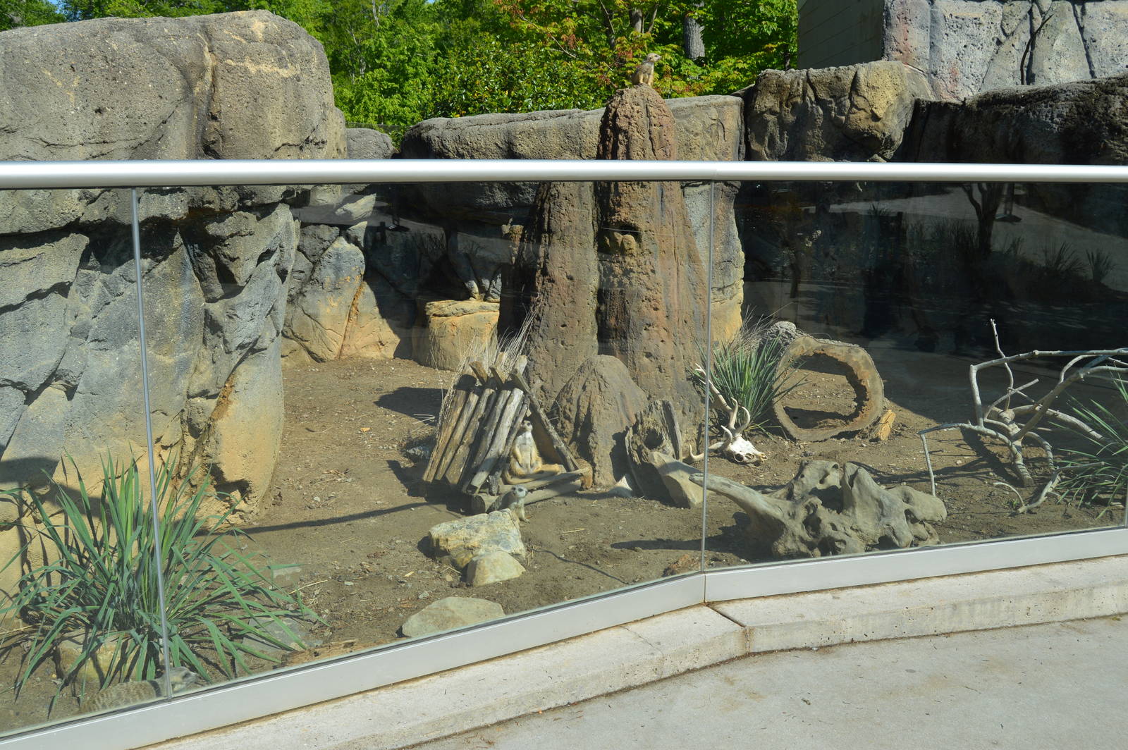 Animal Discovery Zoo - Meerkat Exhibit