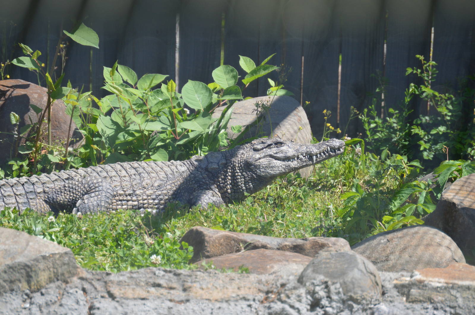 Animal Discovery Zoo - Nile Crocodile