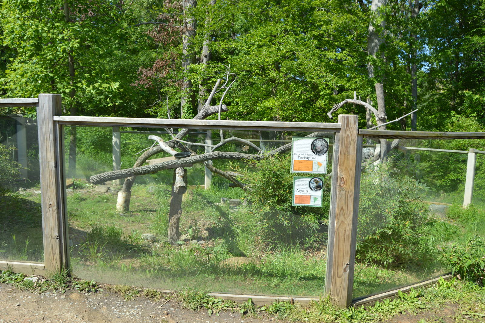 Animal Discovery Zoo - Prehensile-tail Porcupine/Agouti Exhibit
