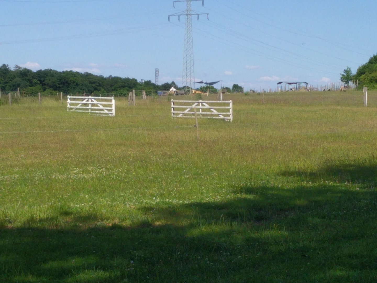 Animal Display Enclosure