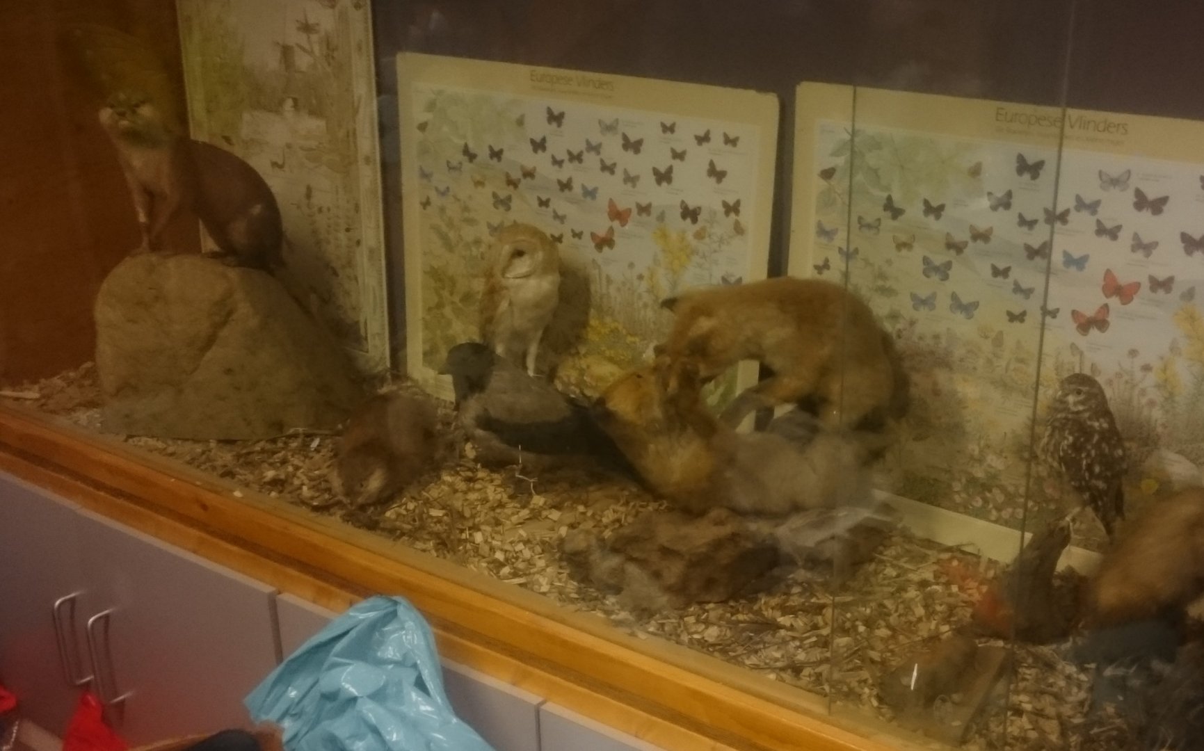 Animal-display