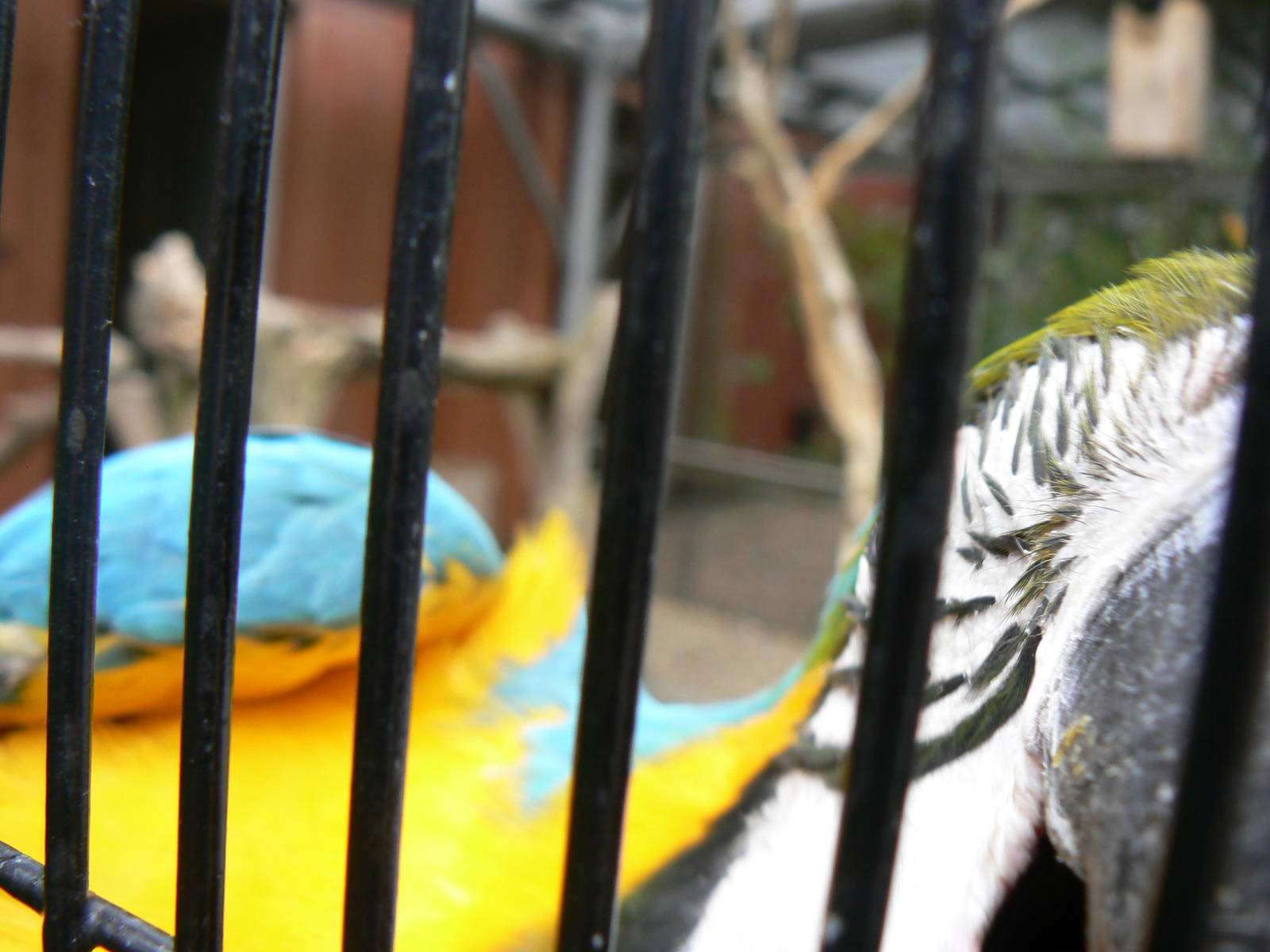 Animal Education Centre- Blue and Yellow Macaw