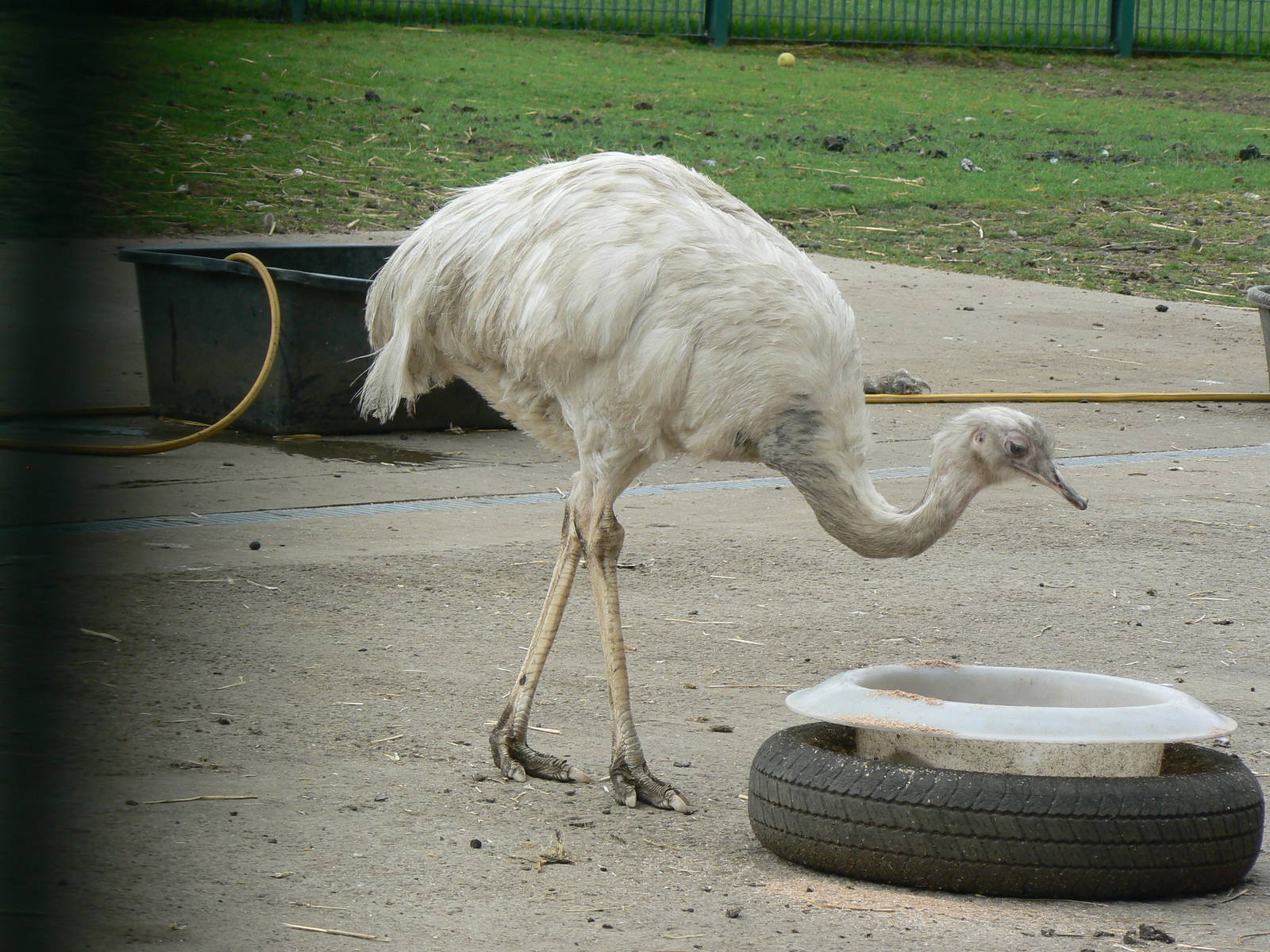 Animal Education Centre- Common Rhea