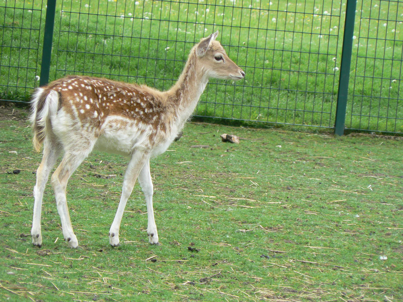 Animal Education Centre- Fallow Deer