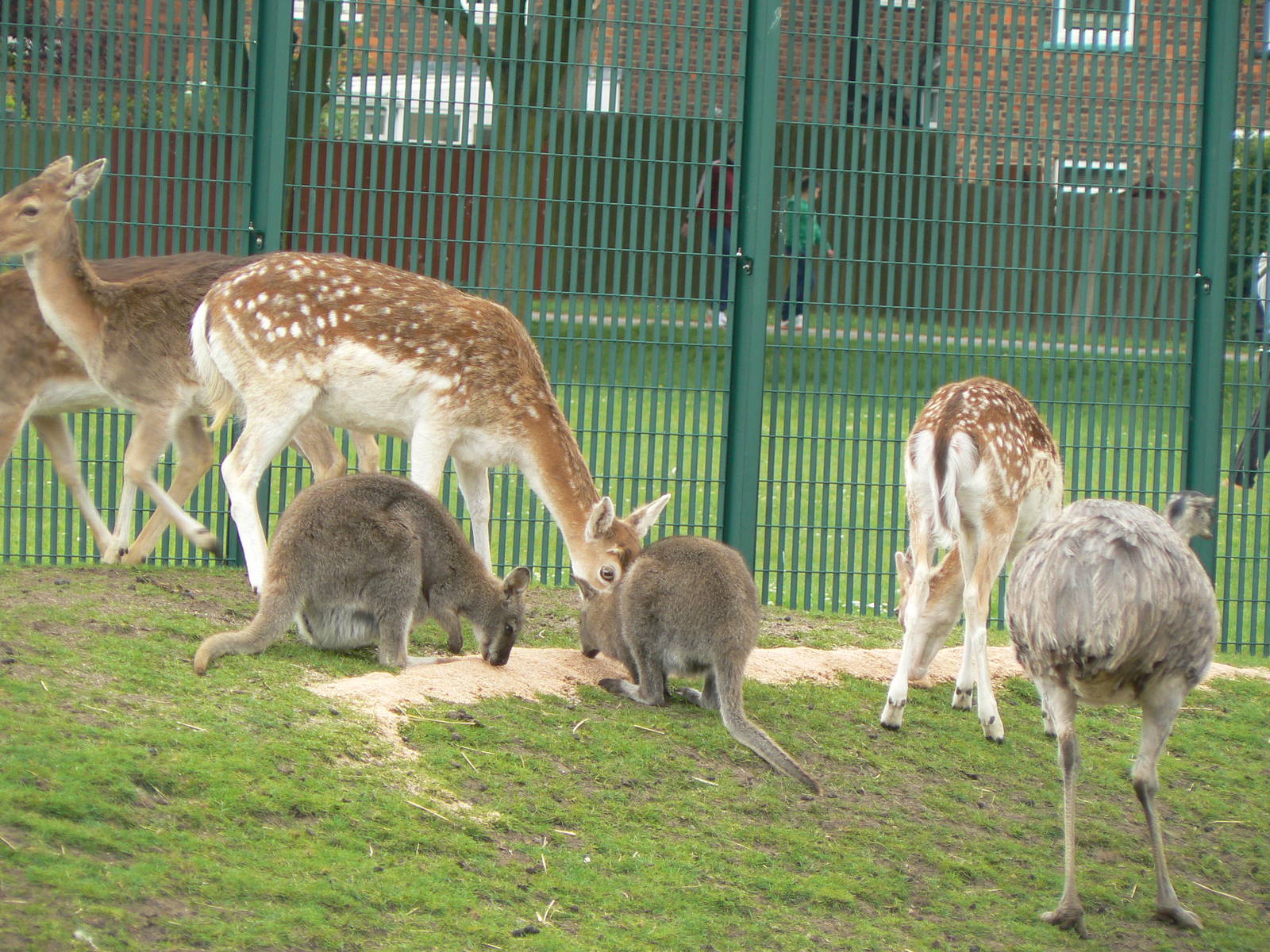 Animal Education Centre- Feeding time in the main paddock