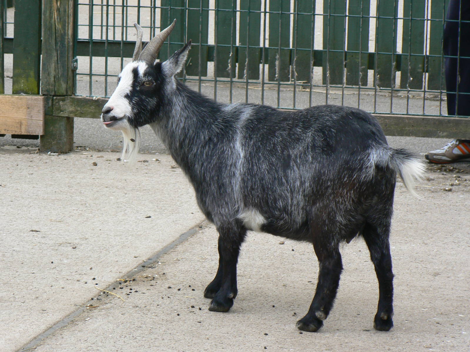 Animal Education Centre- Goat