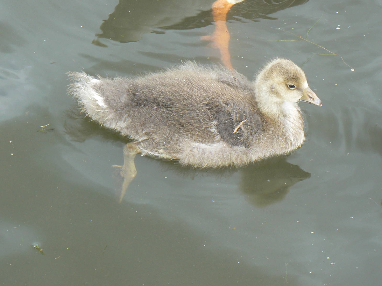 Animal Education Centre- Greylag Goose Chick