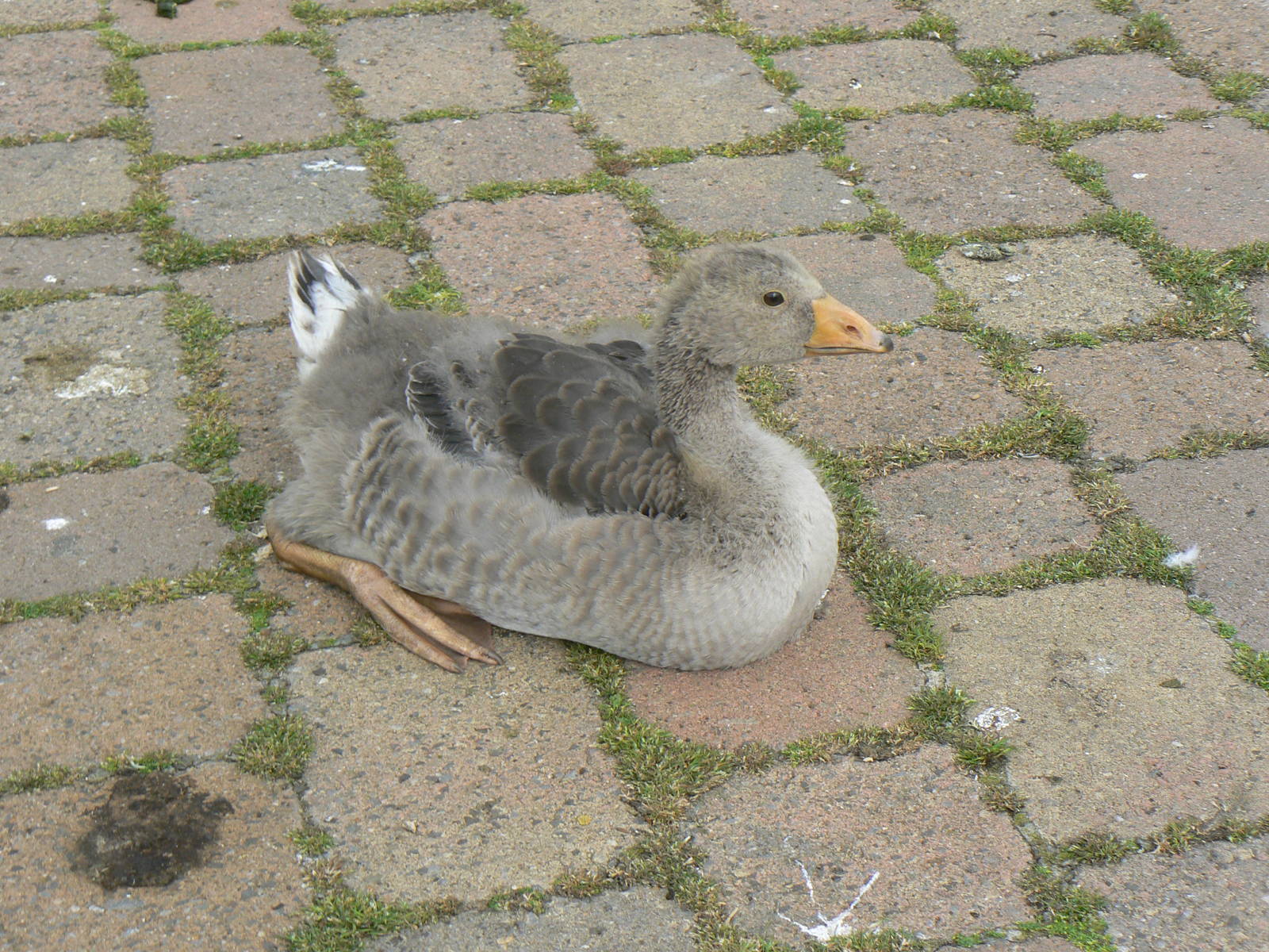 Animal Education Centre- Greylag Goose Chick
