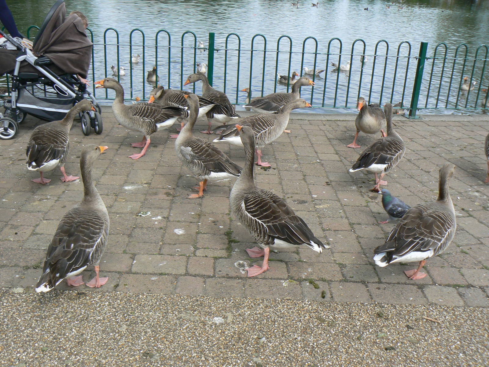 Animal Education Centre- Greylag Goose Flock
