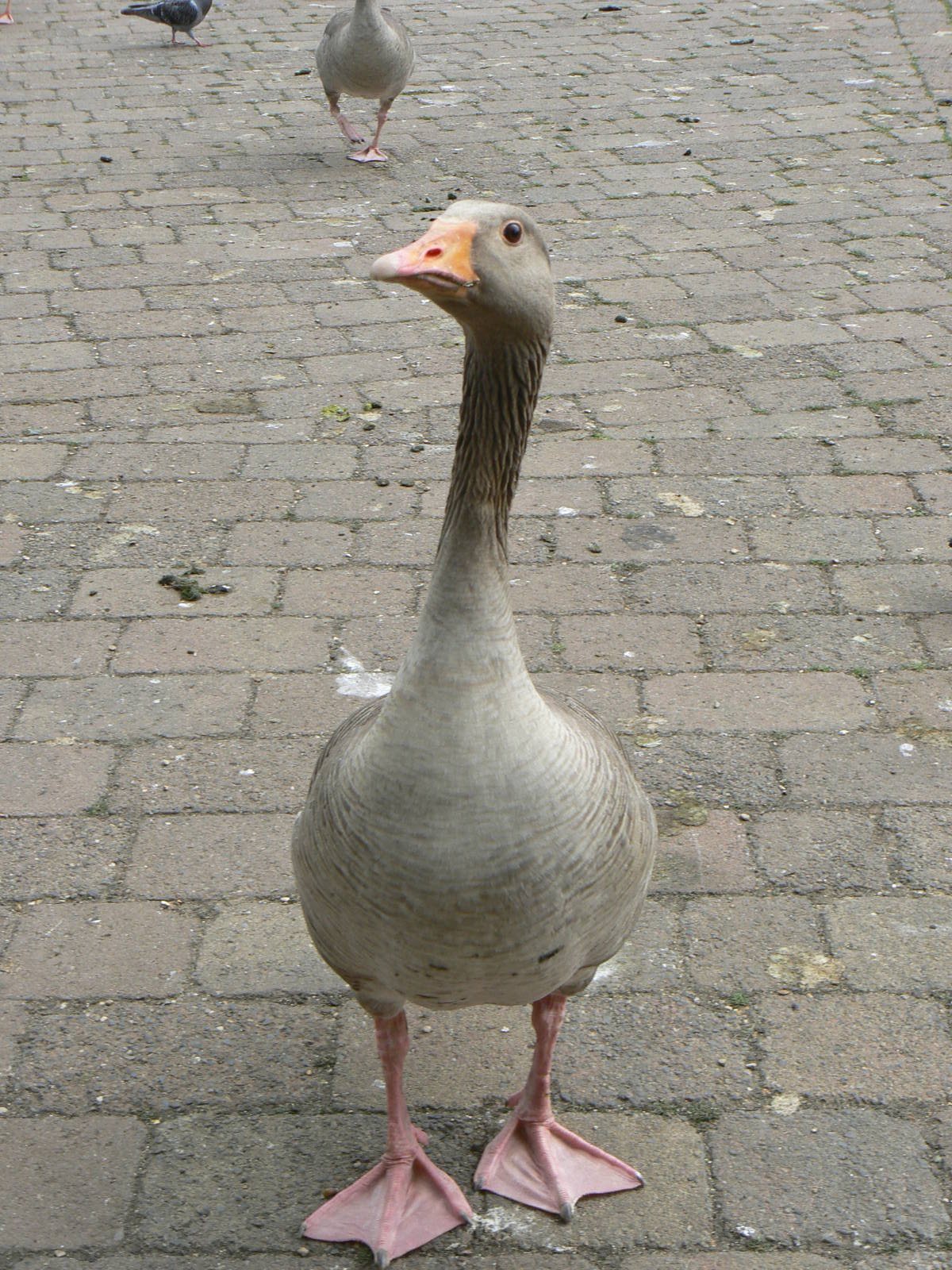 Animal Education Centre- Greylag Goose