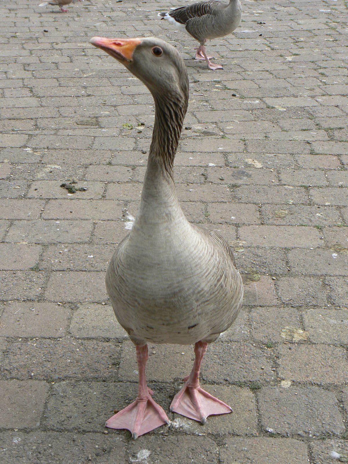 Animal Education Centre- Greylag Goose