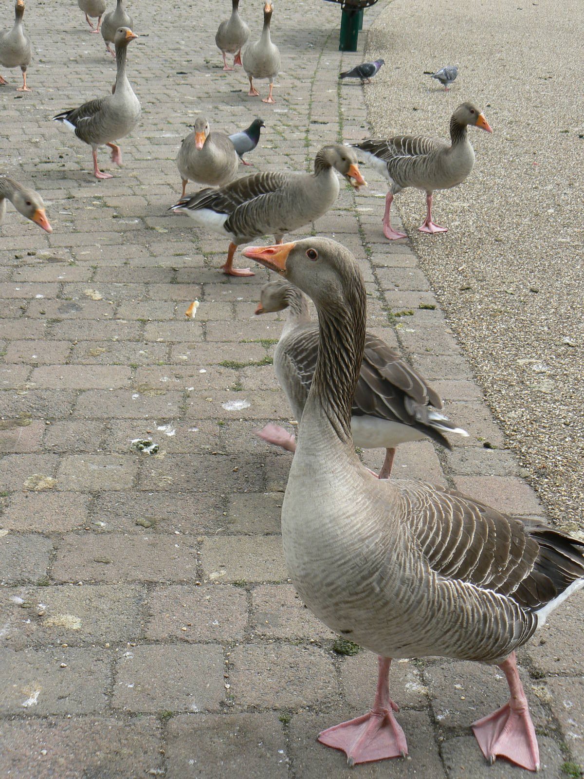 Animal Education Centre- Greylag Goose