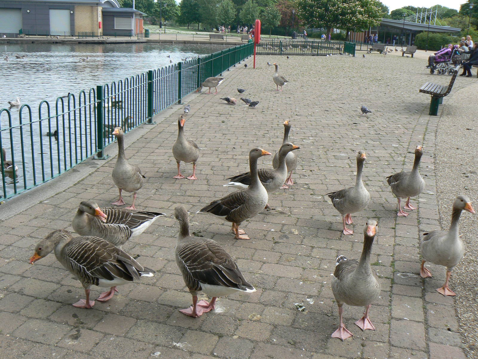 Animal Education Centre- Greylag Goose