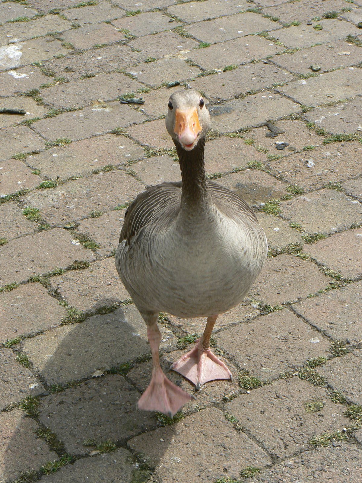 Animal Education Centre- Greylag Goose