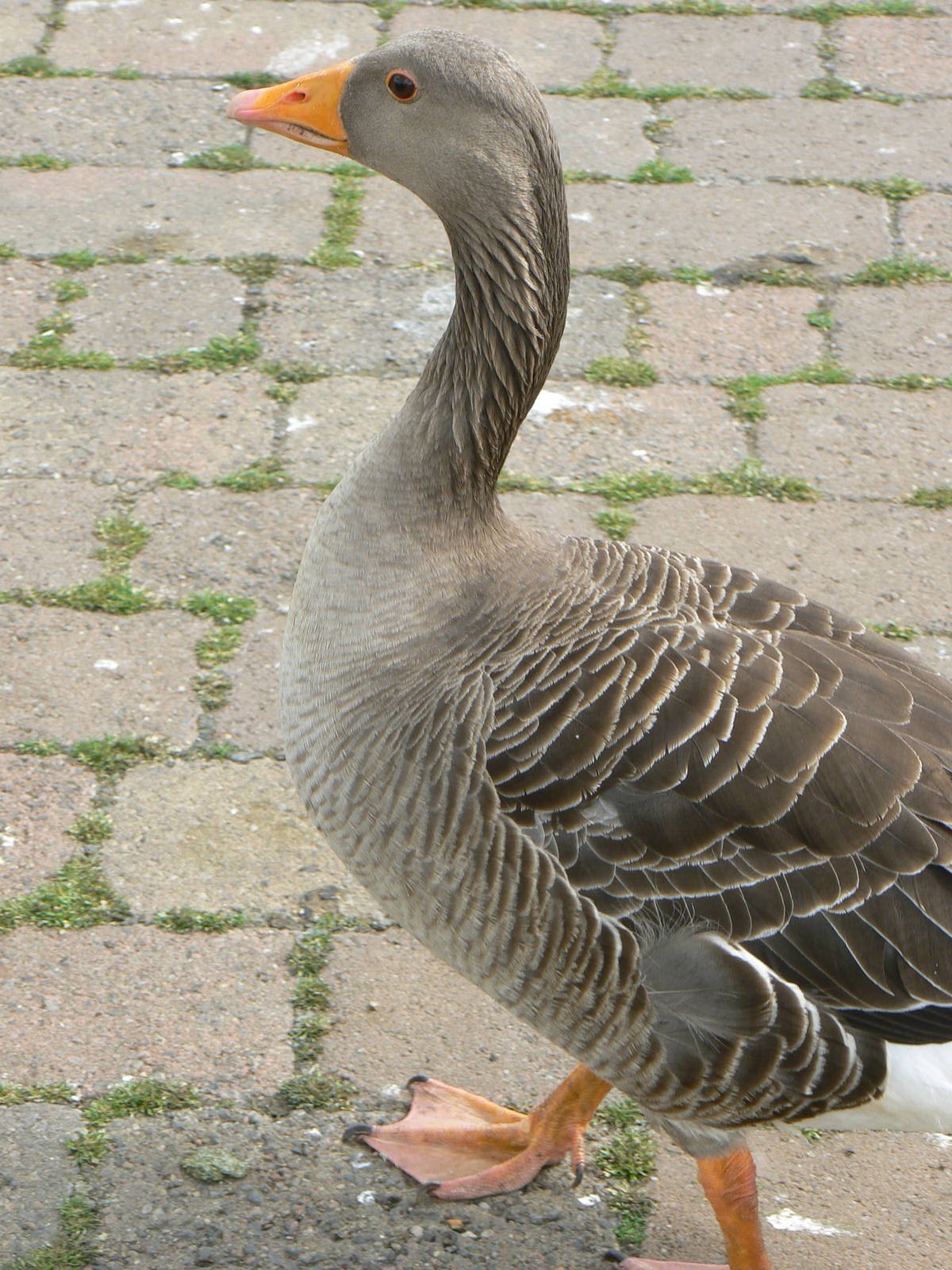 Animal Education Centre- Greylag Goose