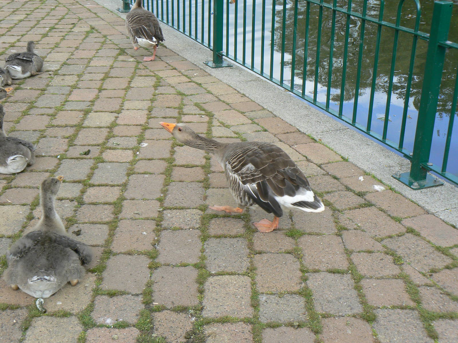 Animal Education Centre- Greylag Goose