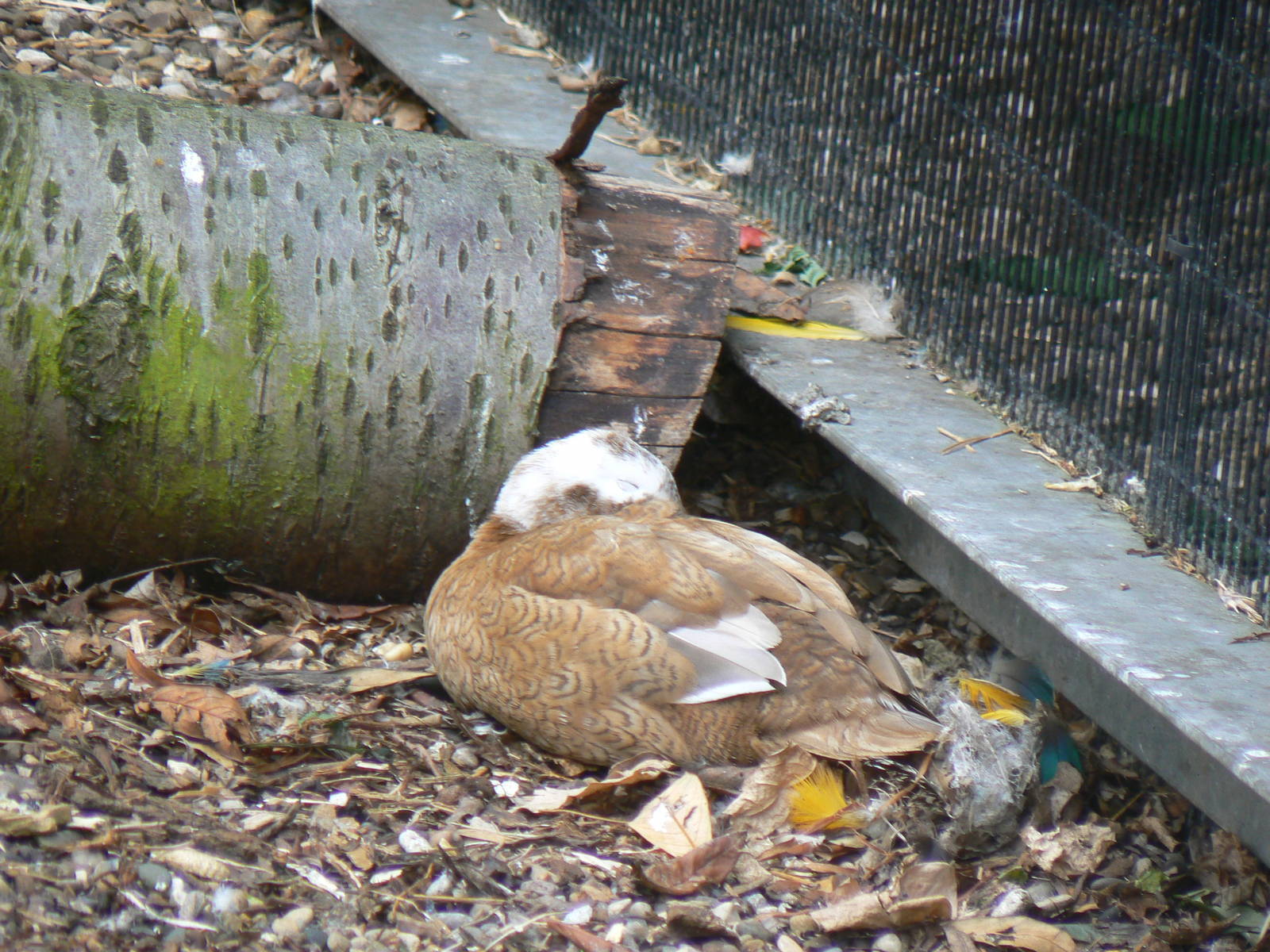 Animal Education Centre- Id?