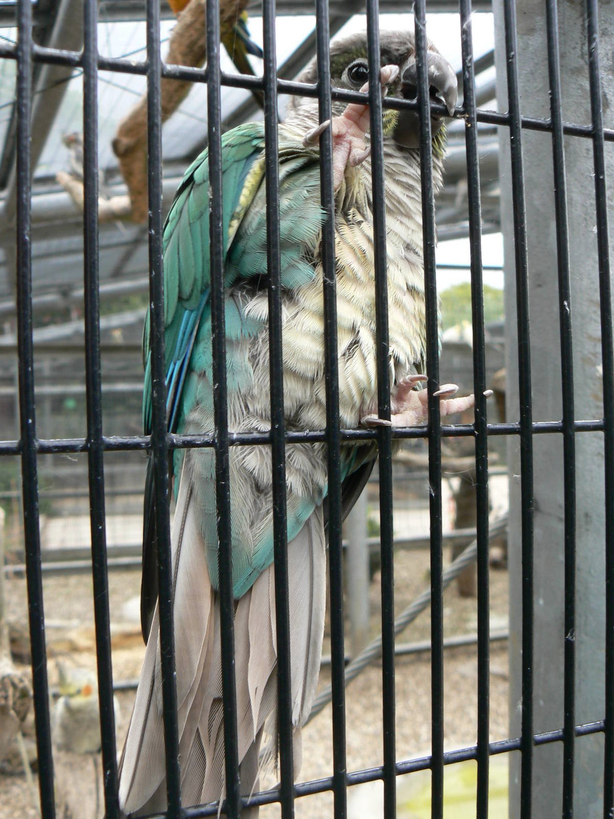 Animal Education Centre- Id?
