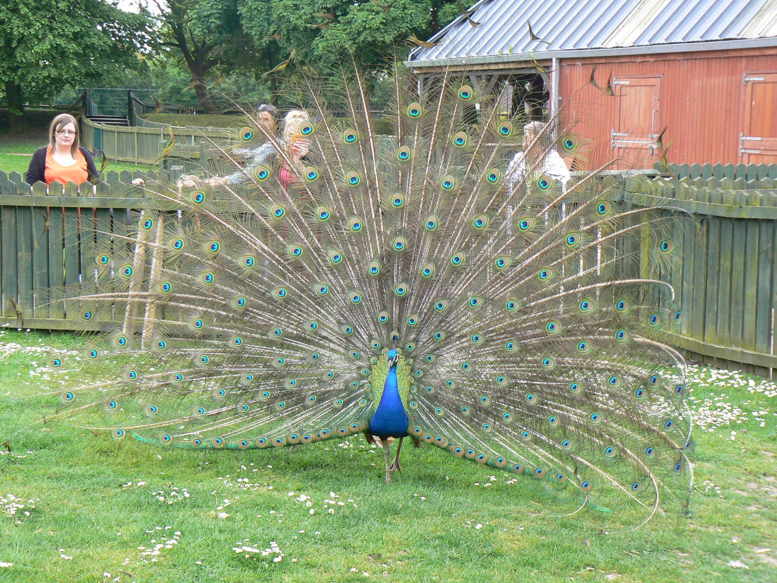 Animal Education Centre- Indian Blue Peafowl