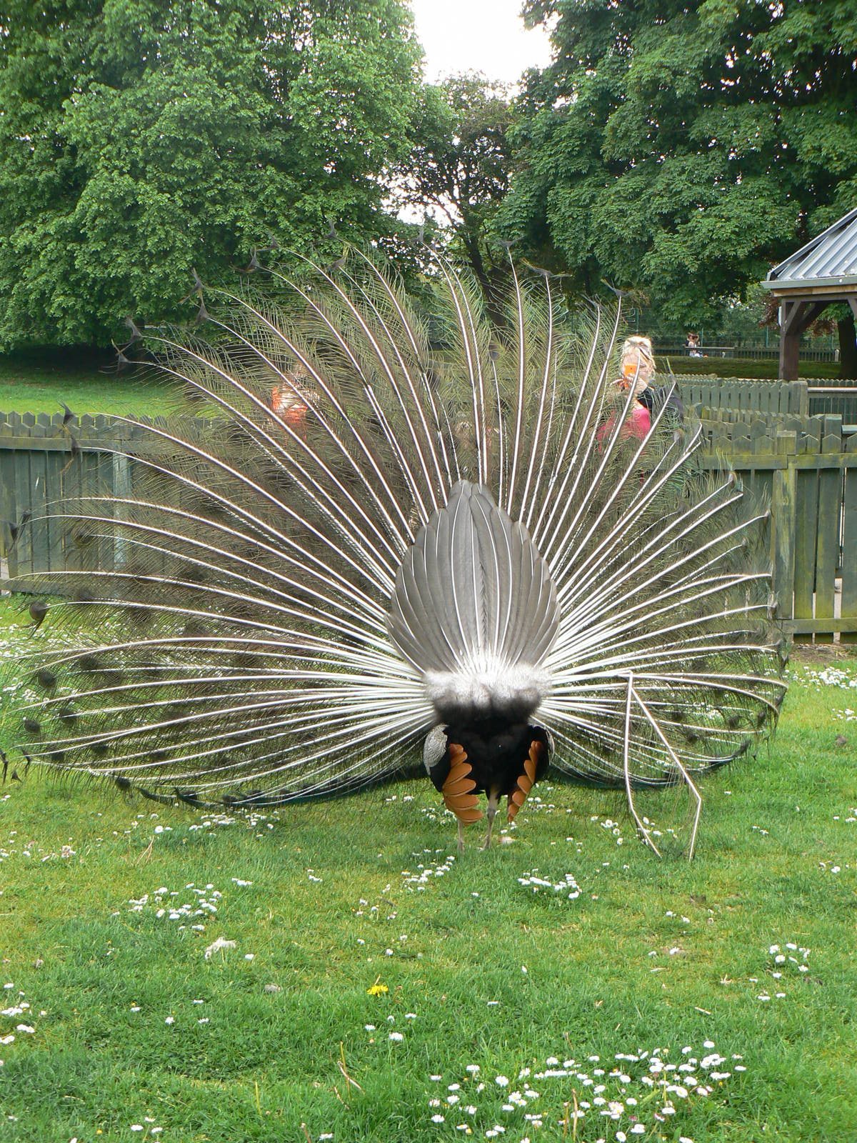 Animal Education Centre- Indian Blue Peafowl