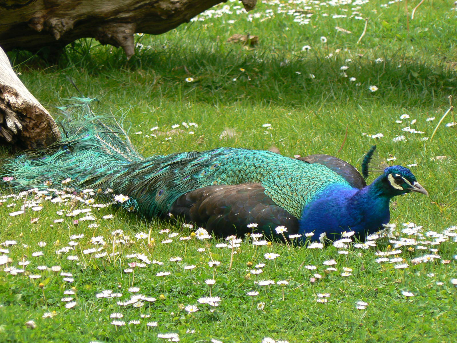 Animal Education Centre- Indian Blue Peafowl