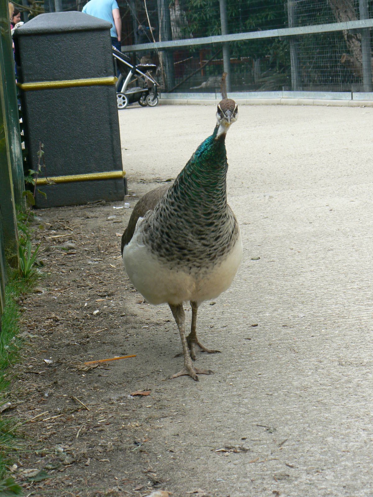 Animal Education Centre- Indian Blue Peafowl