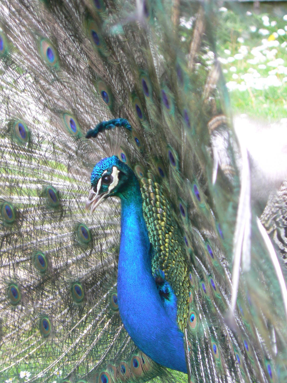 Animal Education Centre- Indian Blue Peafowl