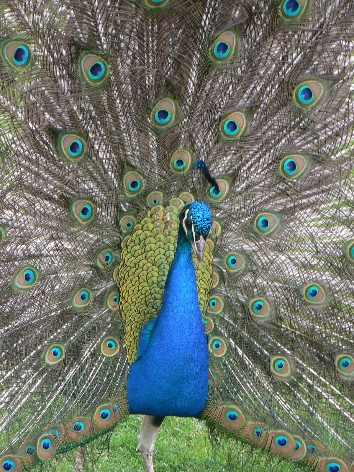 Animal Education Centre- Indian Blue Peafowl