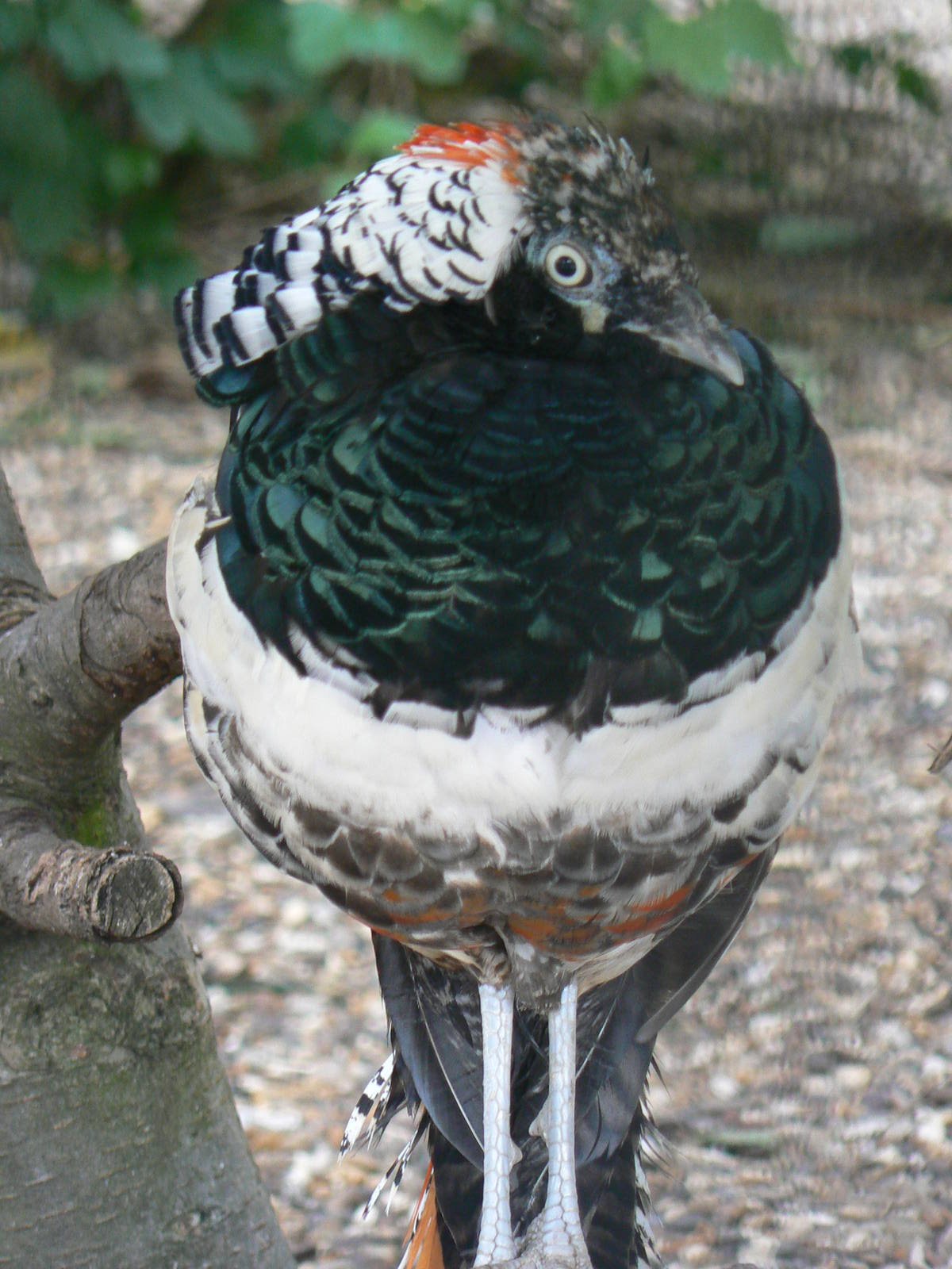 Animal Education Centre- Lady Amherst's Pheasant