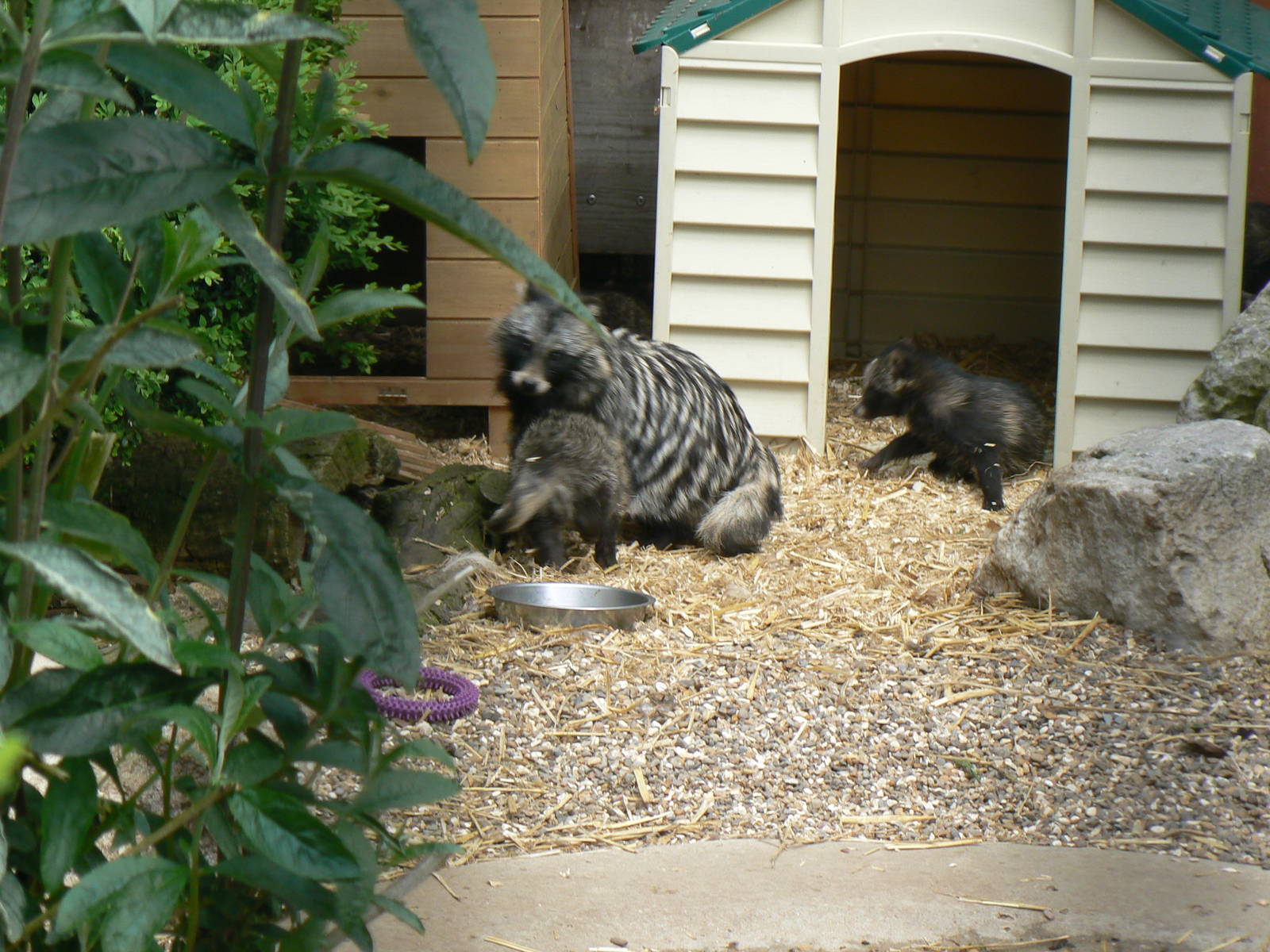 Animal Education Centre- Raccoon Dog Family