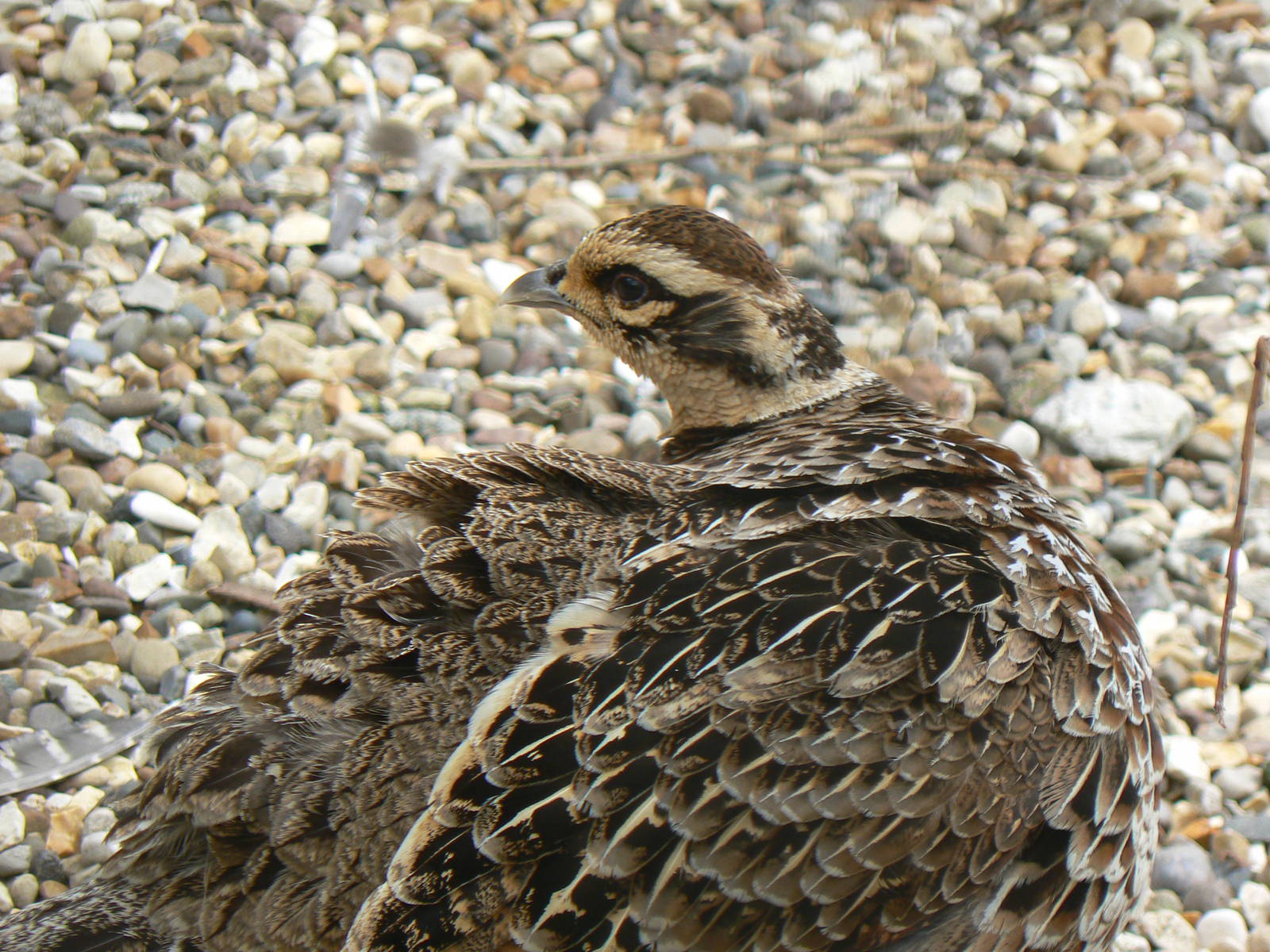 Animal Education Centre- Reeve's Pheasant