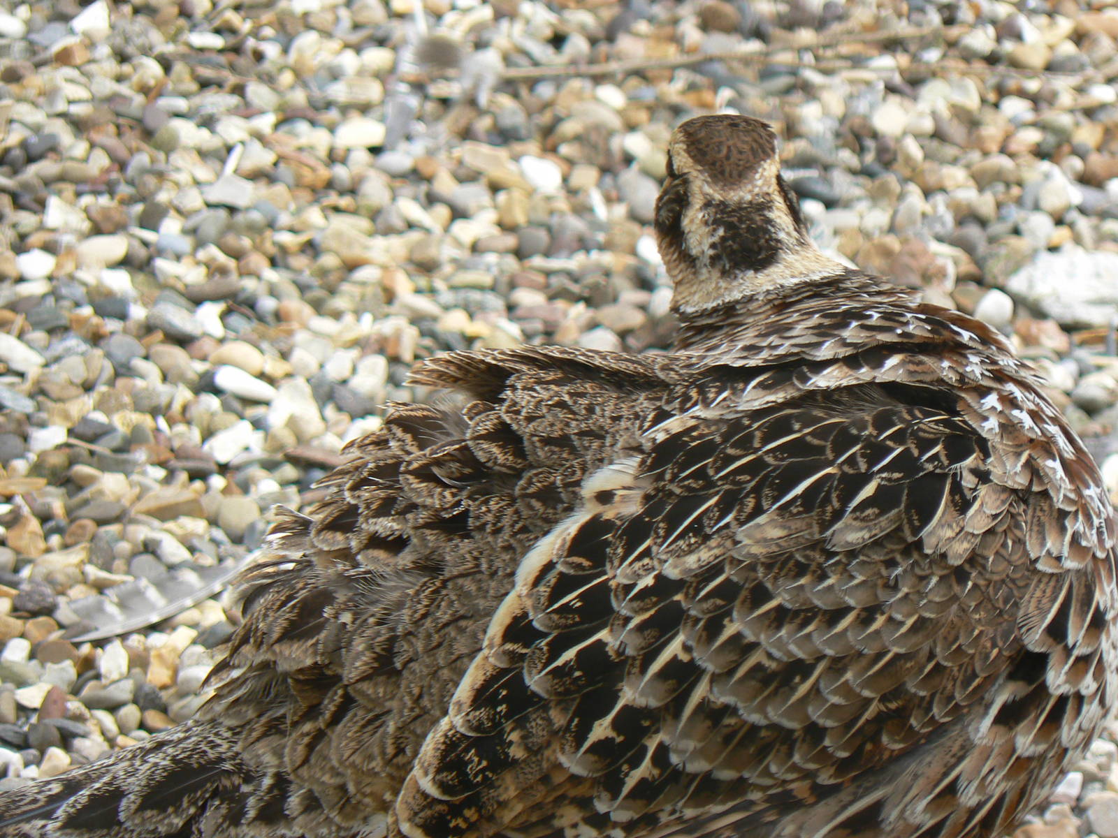 Animal Education Centre- Reeve's Pheasant