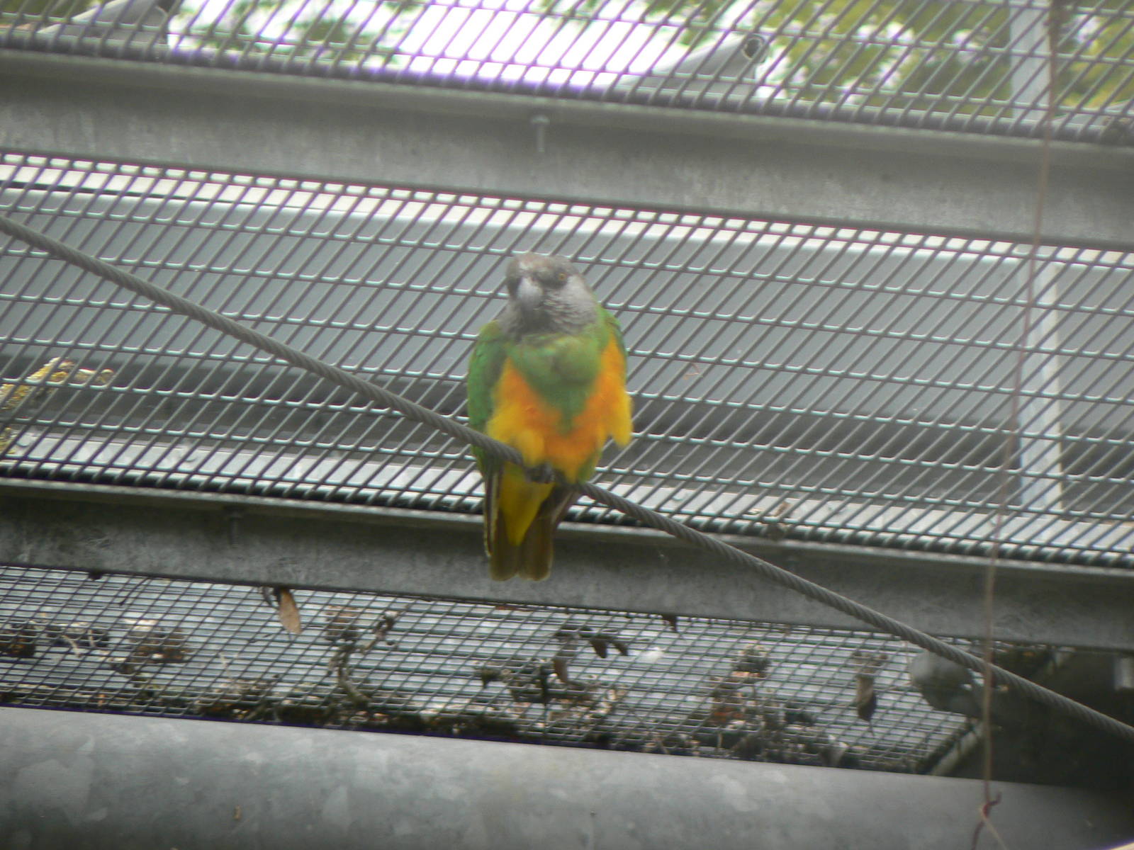 Animal Education Centre- Senegal Parrot