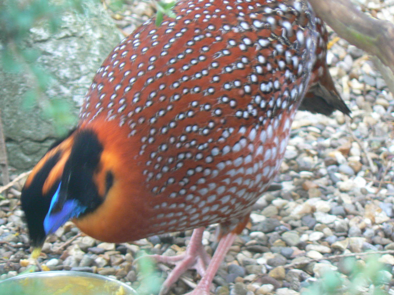 Animal Education Centre- Temminck's Tragopan