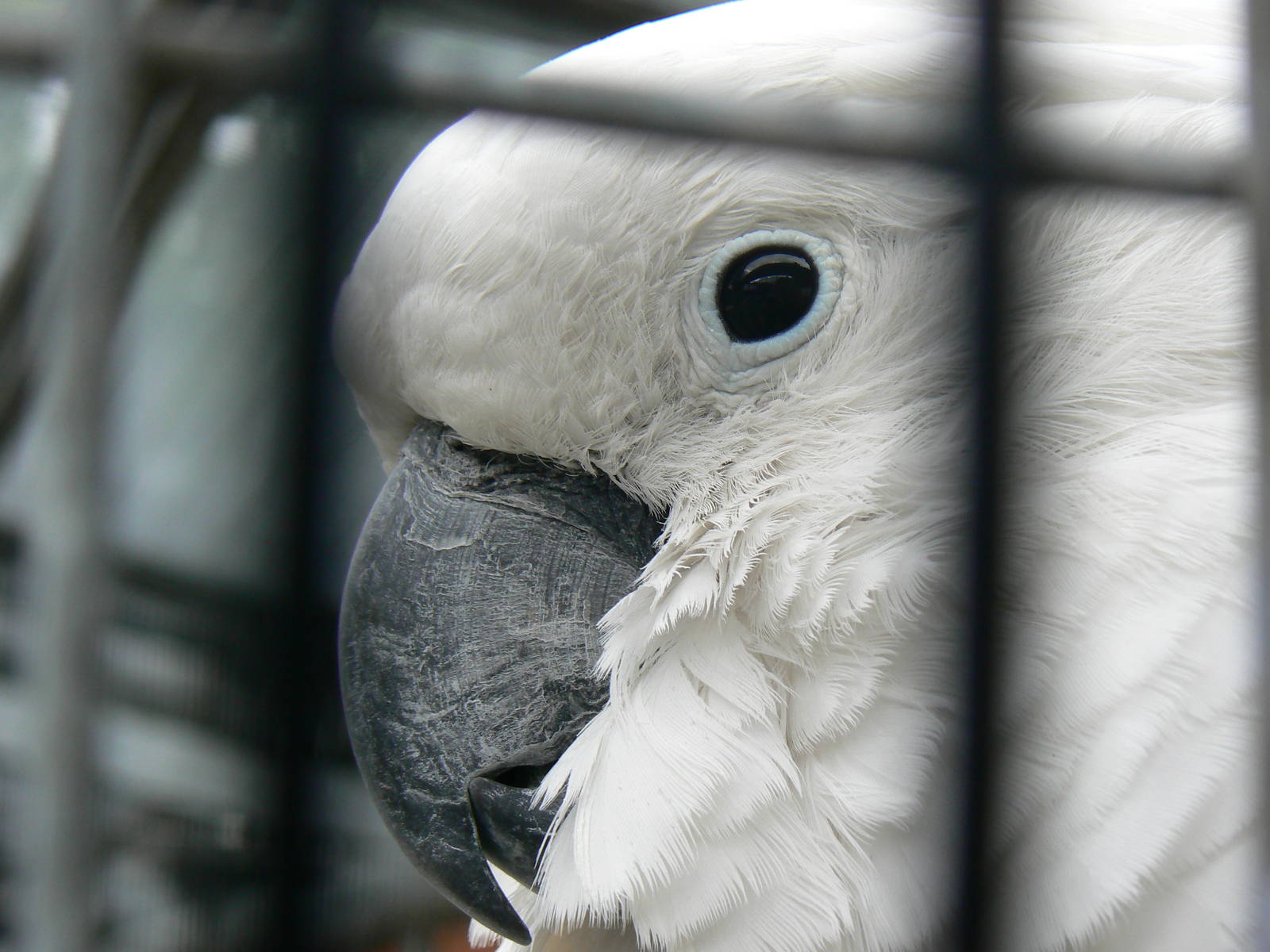 Animal Education Centre- Umbrella Cockatoo
