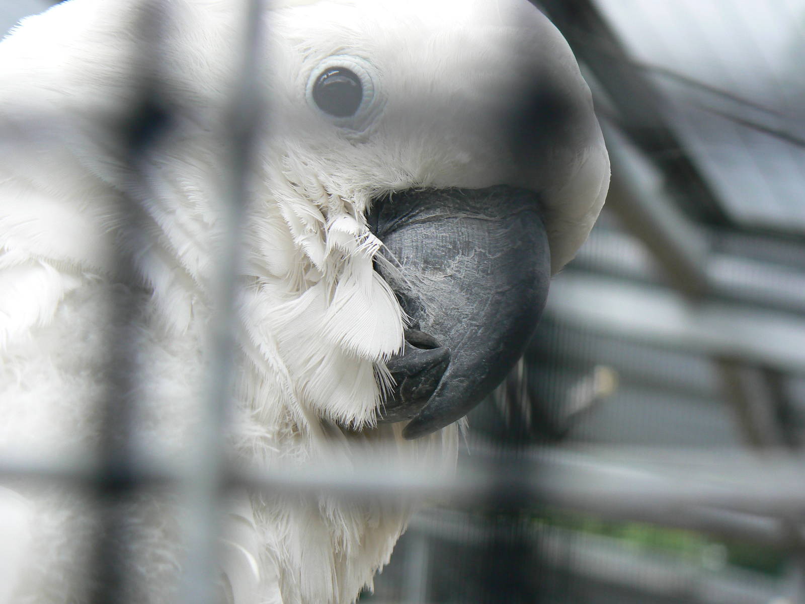 Animal Education Centre- Umbrella Cockatoo