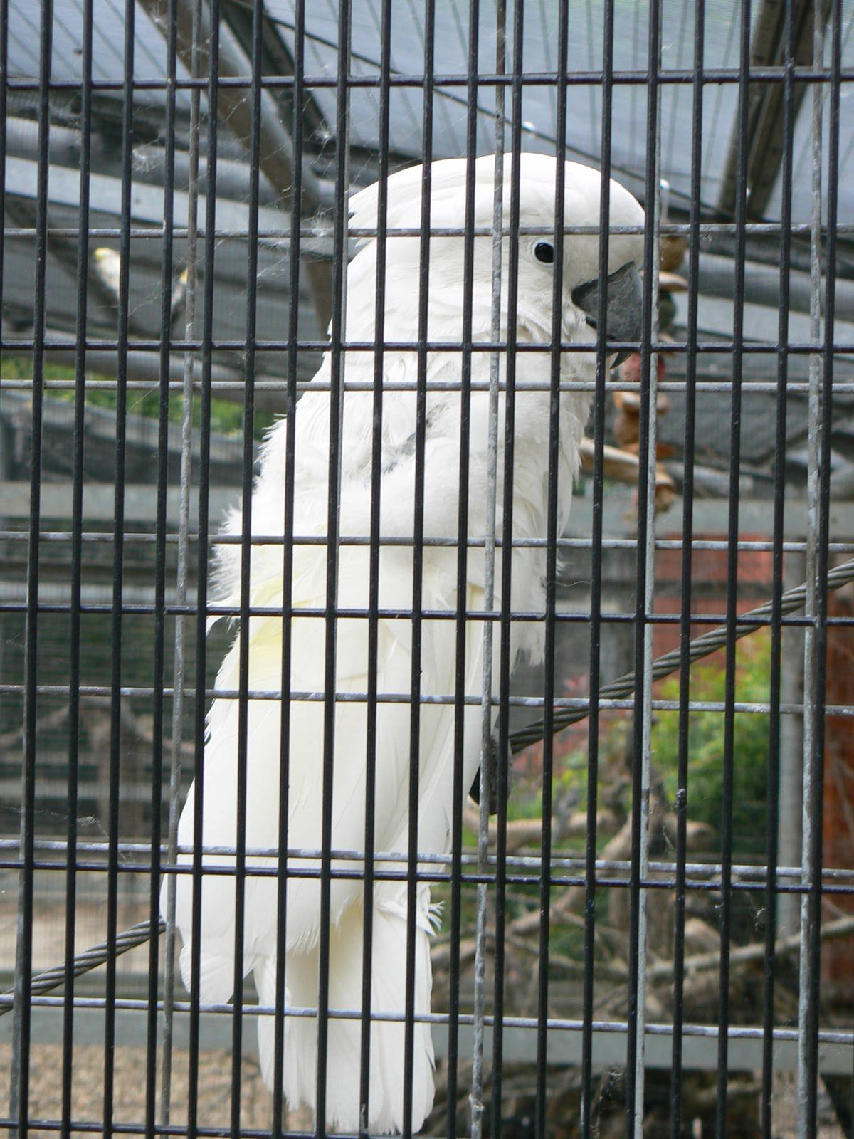 Animal Education Centre- Umbrella Cockatoo