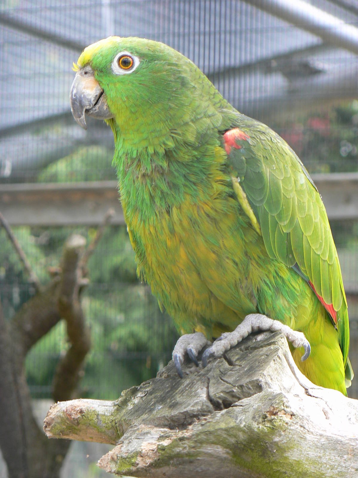Animal Education Centre- Yellow-crowned Amazon