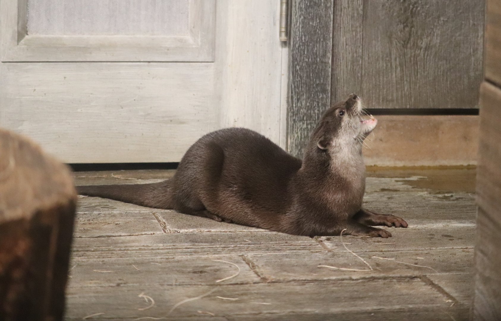 Animal Encounters Village - Asian Small-Clawed Otter