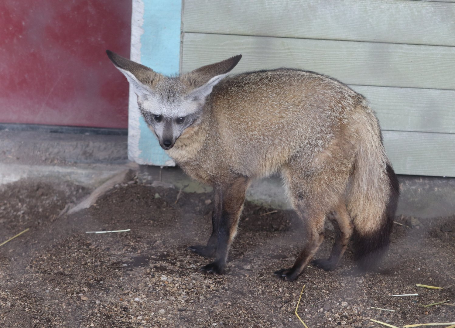 Animal Encounters Village - Bat-Eared Fox