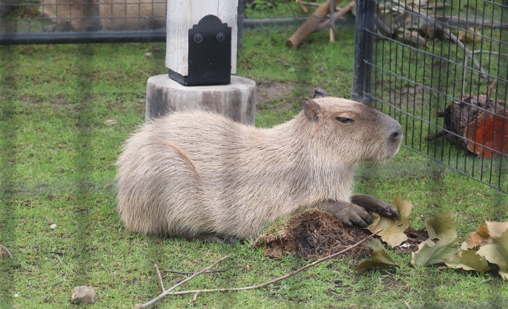 Animal Encounters Village - Capybara