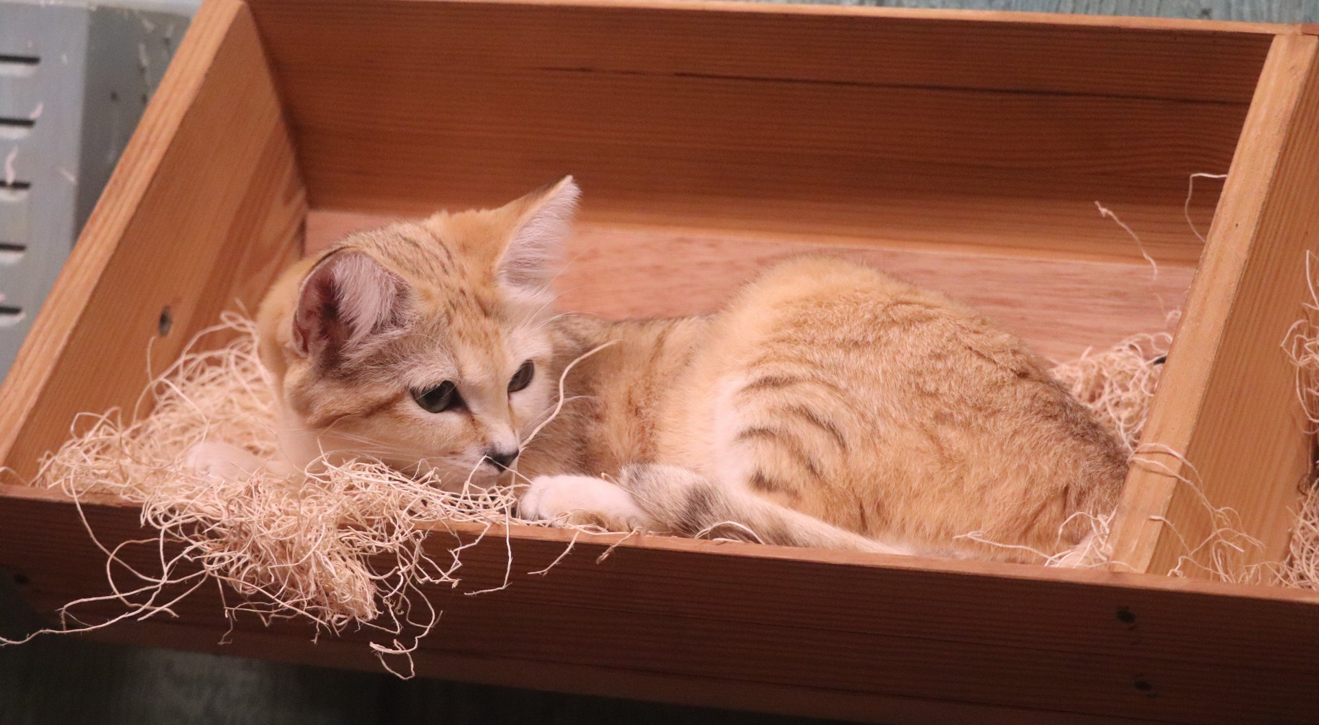 Animal Encounters Village - Sand Cat