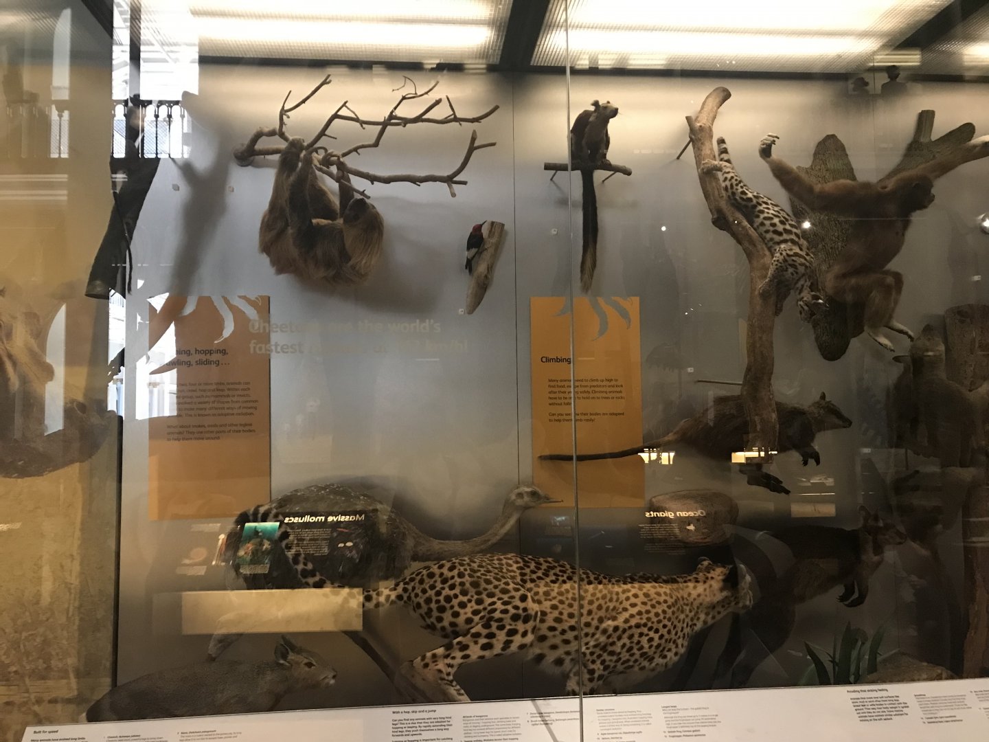Animal exhibit