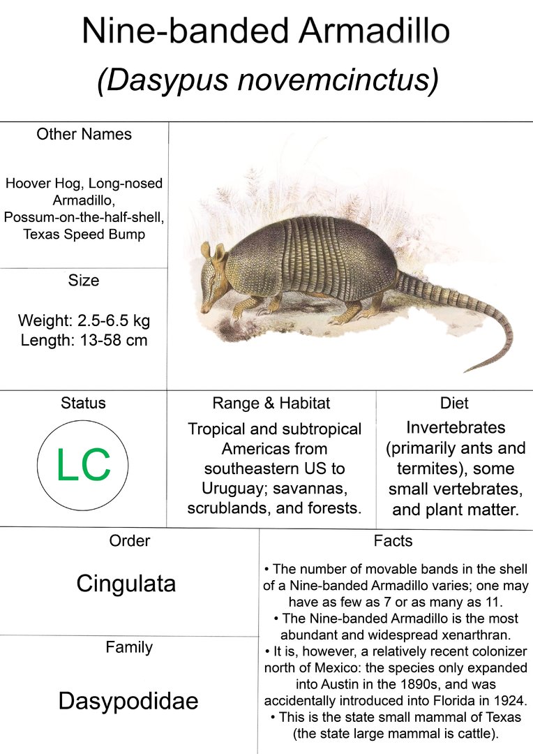 Animal Fact Sheet: Nine-banded Armadillo