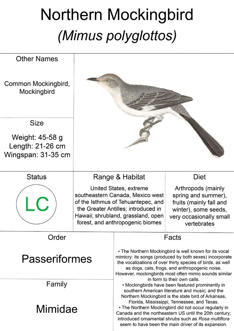 Animal Fact Sheet: Northern Mockingbird